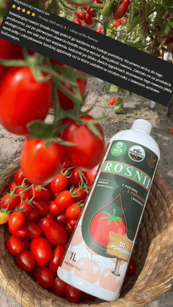Uprawy klientów — pomidory z nawozem Rośnij