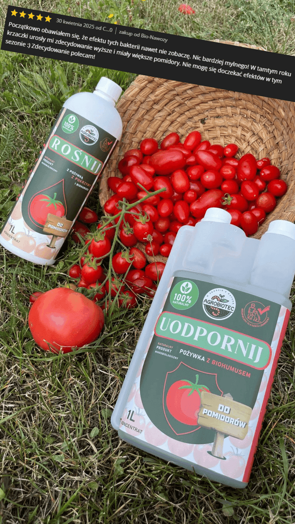 Uprawy klientów — zbiory pomidorów z zestawem nawozów