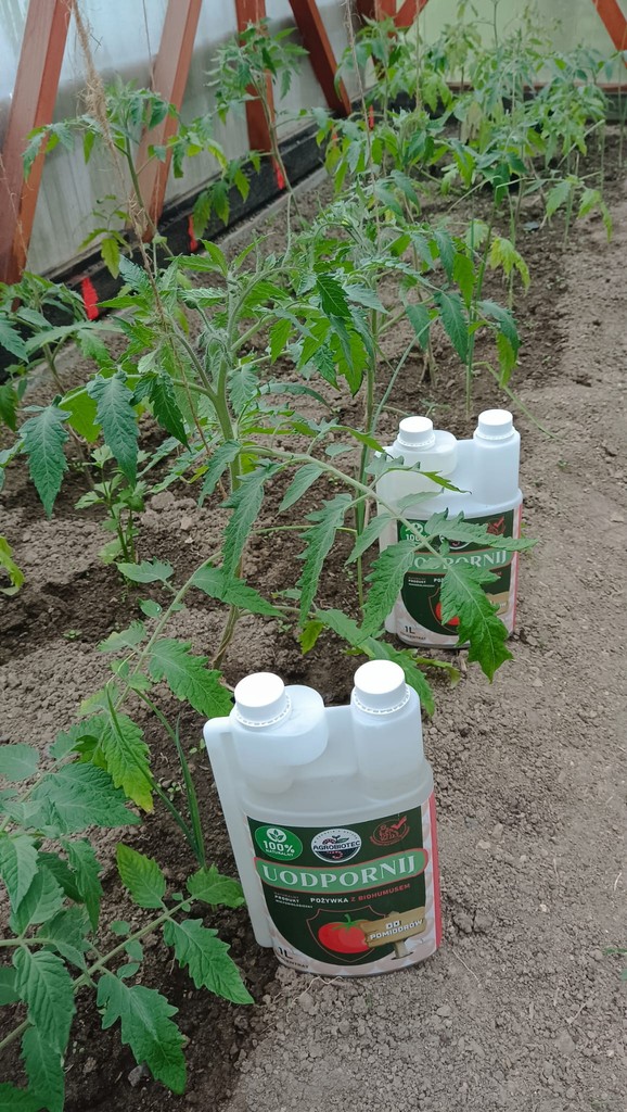 Uprawy klientów — pomidory w szklarni z nawozami Agrobiotec